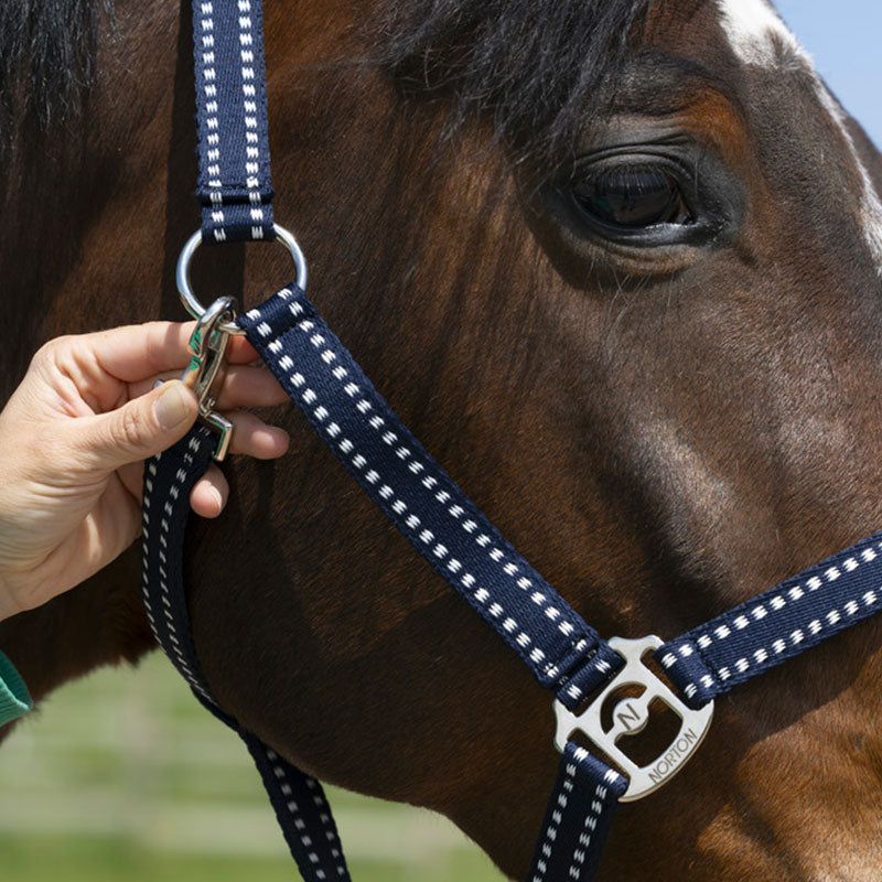 Norton - Grooming Halter navy | - Ohlala