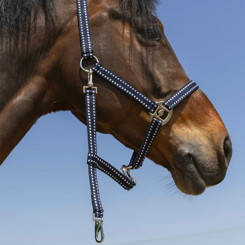 Norton - Grooming Halter navy | - Ohlala