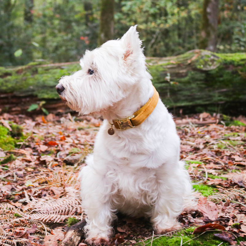 Kentucky Dogwear - Mustard Velvet dog collar | - Ohlala