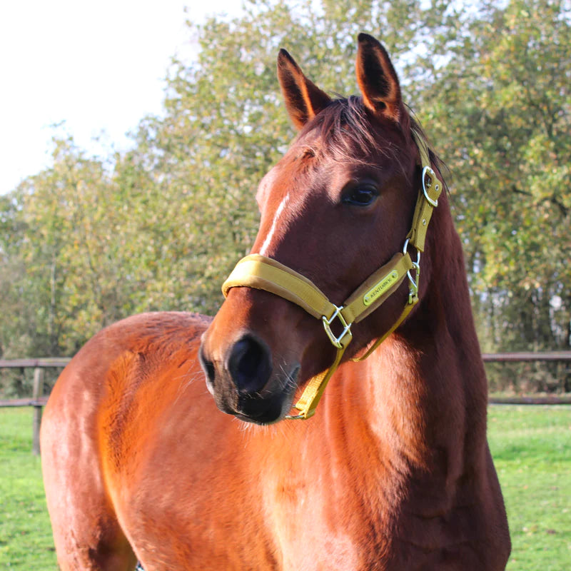Kentucky Horsewear - Cabezada Velvet mostaza | - Ohlala