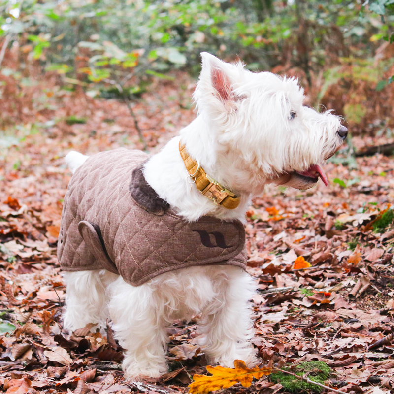 Kentucky Dogwear - Mustard Velvet Dog Collar | - Ohlala