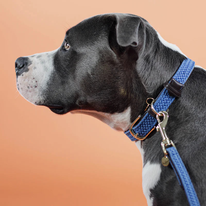 Kentucky Dogwear - Gevlochten nylon hondenhalsband lichtblauw | - Ohlala