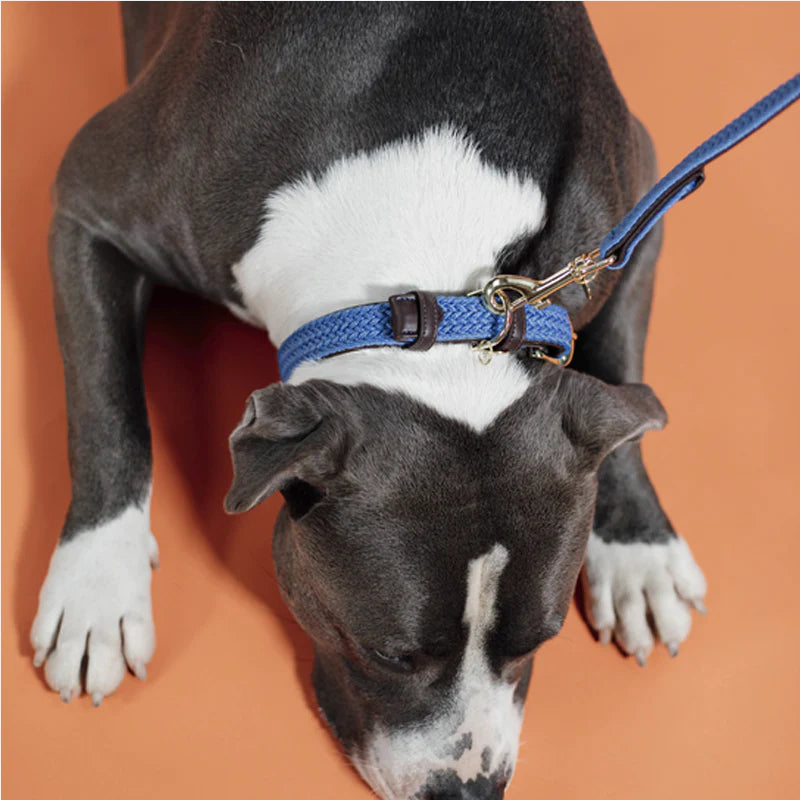 Kentucky Dogwear - Gevlochten nylon hondenhalsband lichtblauw | - Ohlala