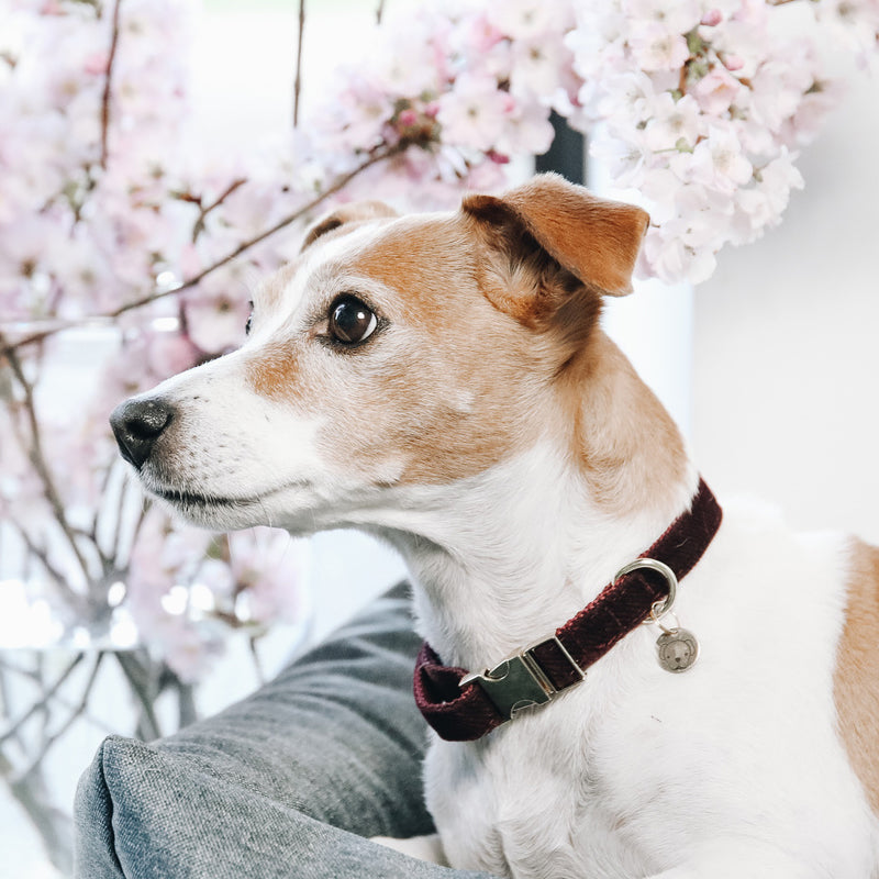 Kentucky Dogwear - Collares para perros Corduroy Burdeos | - Ohlala