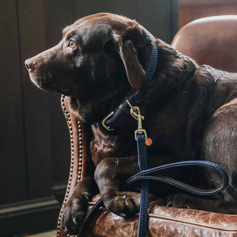 Kentucky Dogwear - Hundeleine aus geflochtenem Nylon Marine | - Ohlala