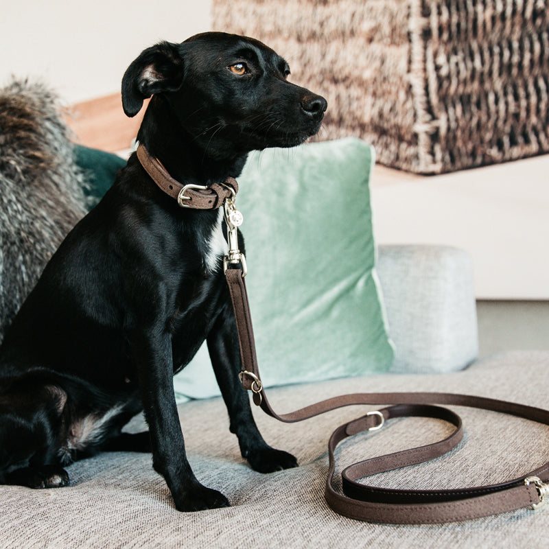 Kentucky Dogwear - Velvet Brown Dog Collars | - Ohlala