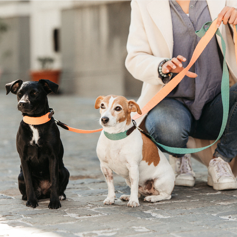 Kentucky Dogwear - ジャカードオリーブグリーン犬用カラー | - Ohlala