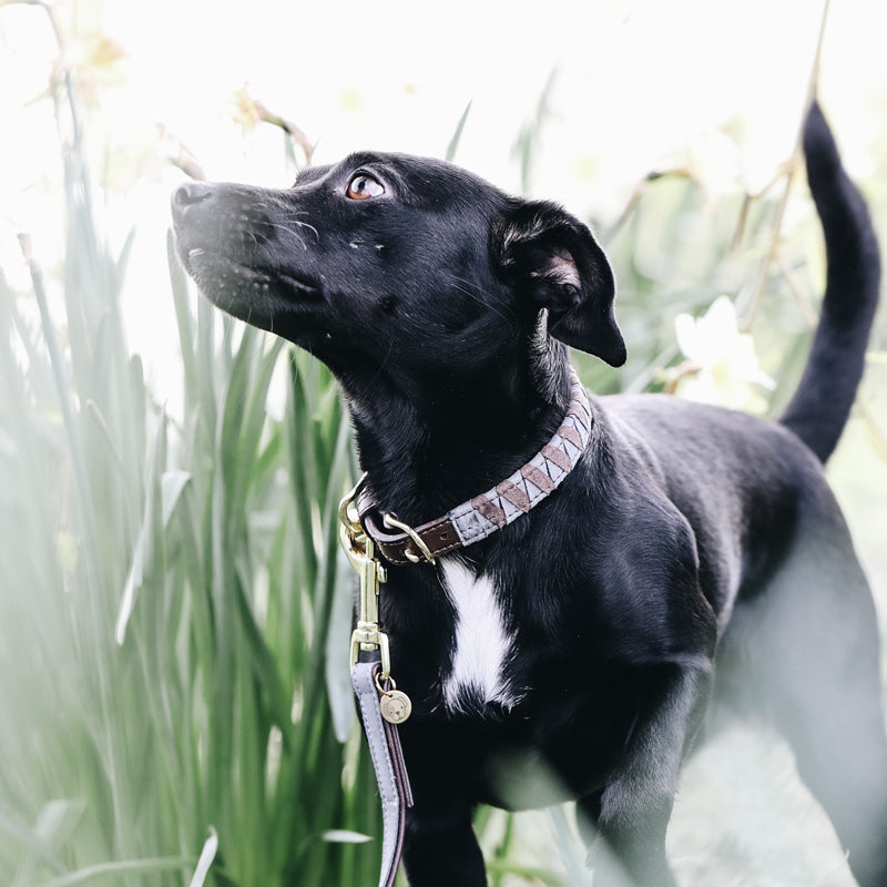 Kentucky Dogwear - Triangle Dog Collars | - Ohlala
