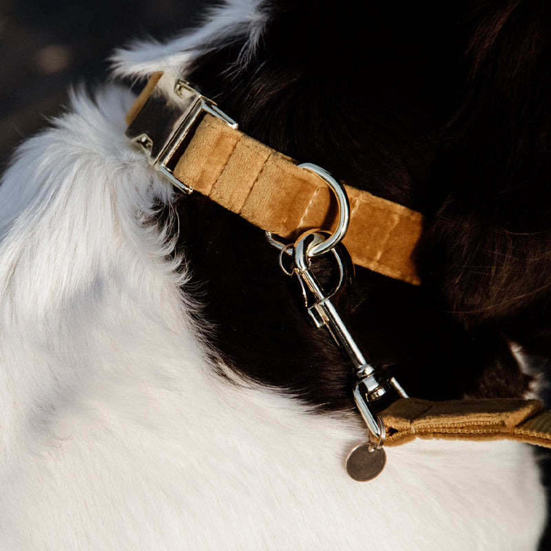 Kentucky Dogwear - Velvet Mustard dog collar | - Ohlala