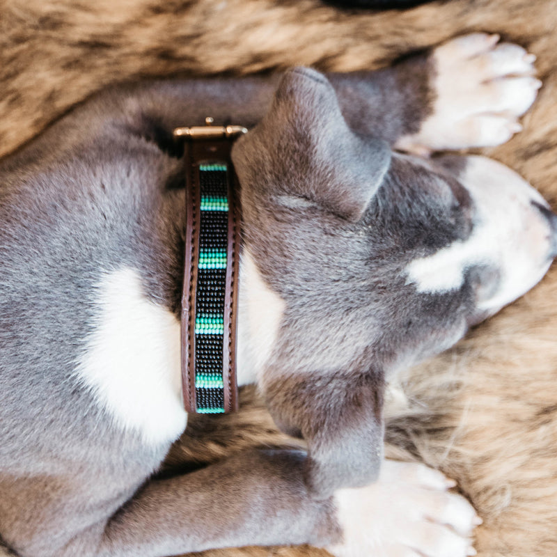 Kentucky Dogwear - Collare per cani con perle fatte a mano nero | - Ohlala