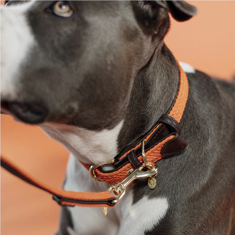 Kentucky Dogwear - ブレイデッドナイロン 犬用カラー オレンジ | - Ohlala