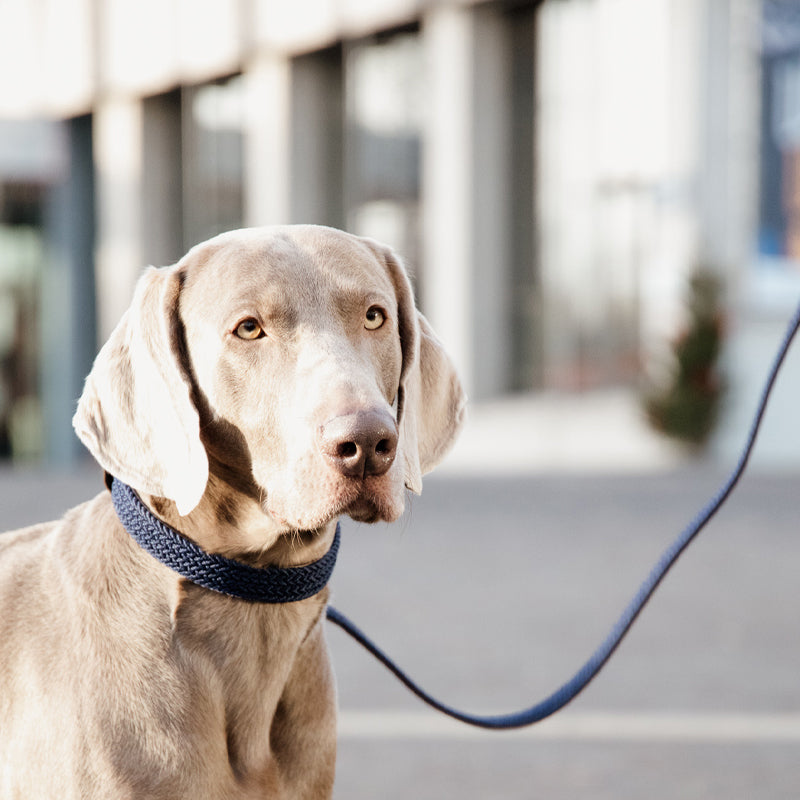 Kentucky Dogwear - Geflochtene Nylon-Leine marine | - Ohlala