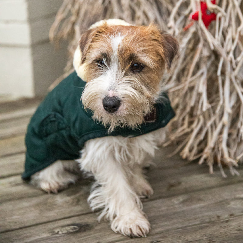 Kentucky Dogwear - Dog coat 160g dark green | - Ohlala