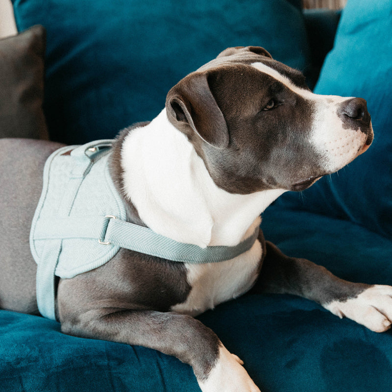 Kentucky Dogwear - Tuig voor honden Body safe Wool hemelsblauw | - Ohlala