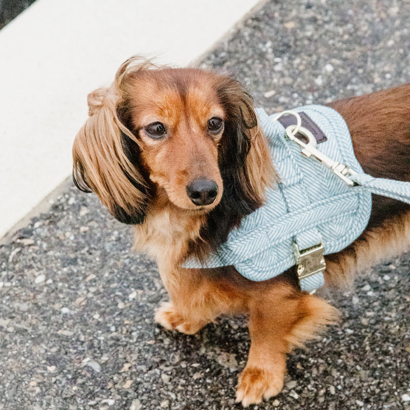 Kentucky Dogwear - ボディセーフ ウール スカイブルー 犬用ハーネス | - Ohlala