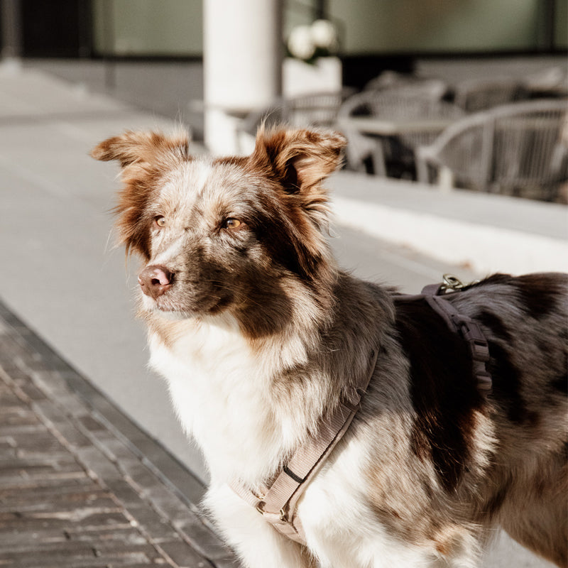 Kentucky Dogwear - Arnés para perros Velvet rosa envejecido | - Ohlala