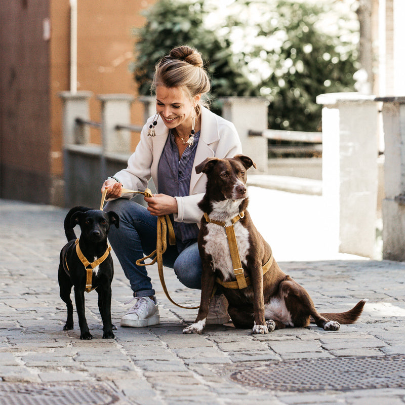 Kentucky Dogwear - Hundegeschirr Velvet senf | - Ohlala
