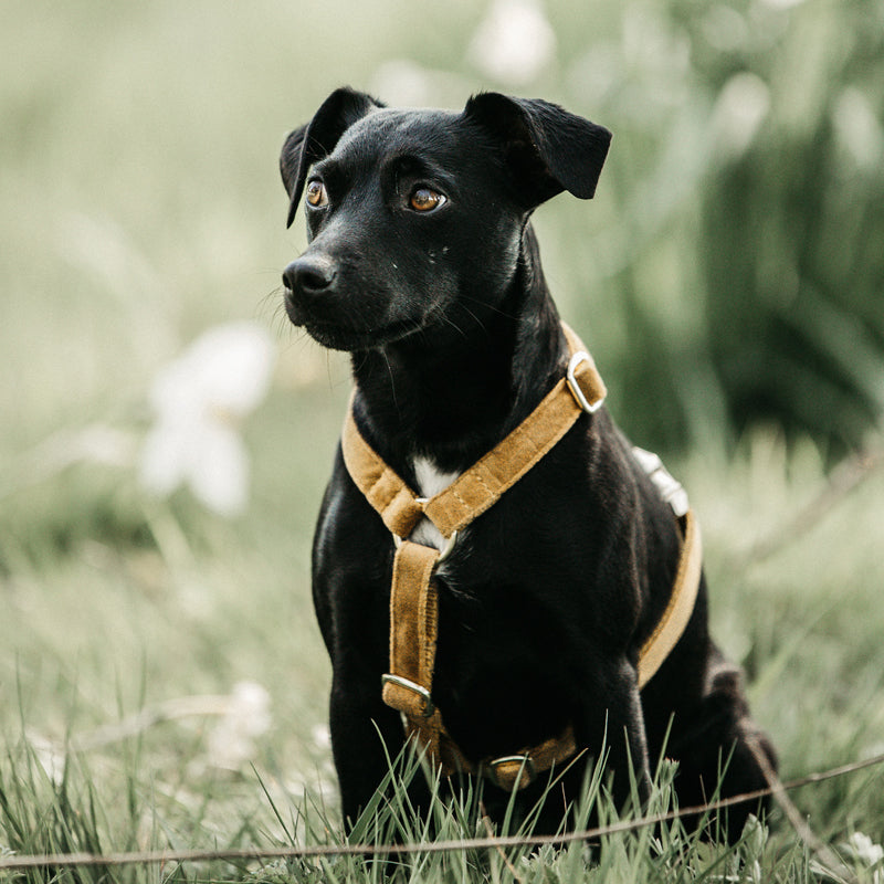 Kentucky Dogwear - Hundegeschirr Velvet senf | - Ohlala