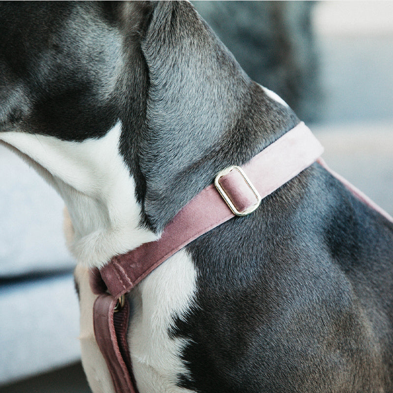 Kentucky Dogwear - Arnés para perros Velvet rosa antiguo | - Ohlala