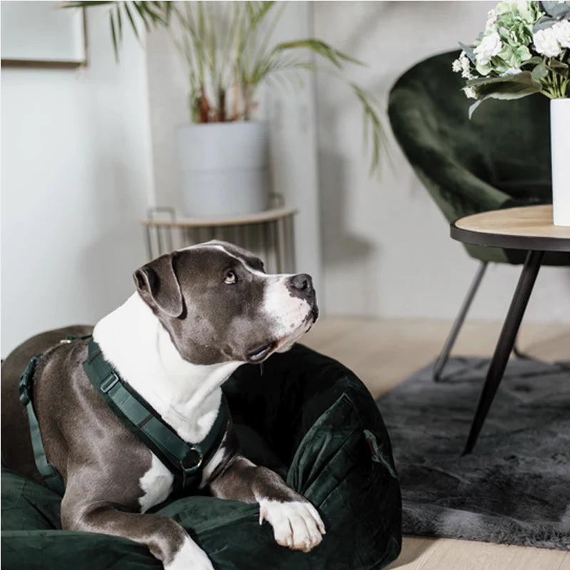 Kentucky Dogwear - Szelki dla psa Active velvet pine green | - Ohlala