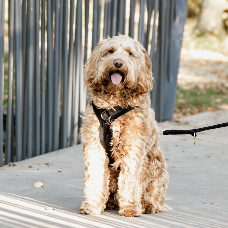 Kentucky Dogwear - Black velvet active dog harness | - Ohlala