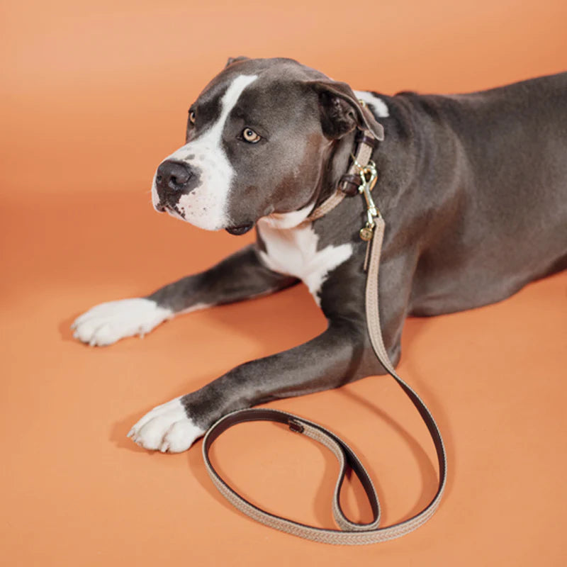 Kentucky Dogwear - Beige braided nylon leash | - Ohlala