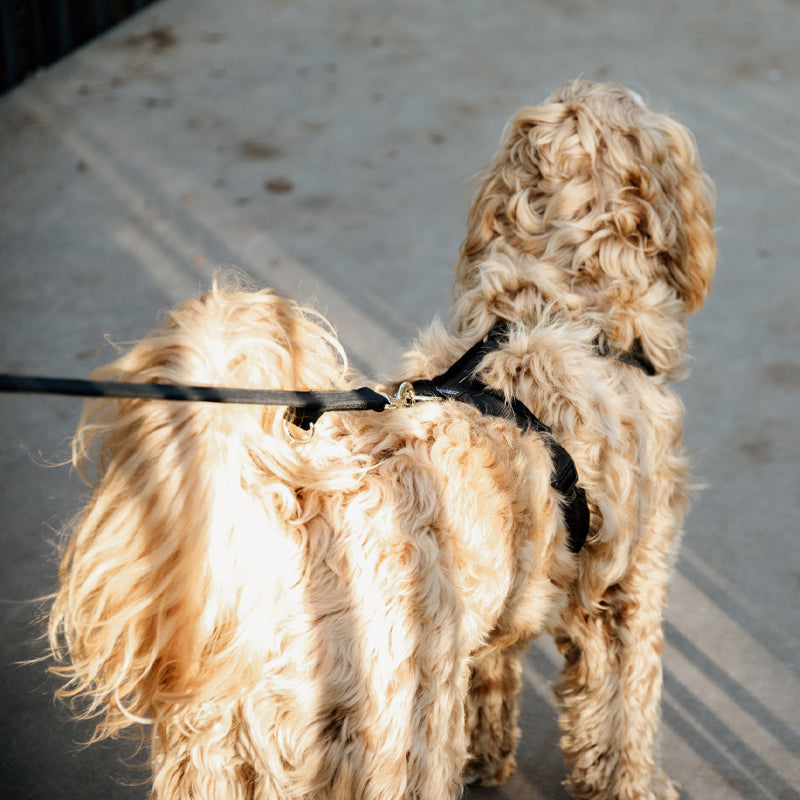 Kentucky Dogwear - Velvet Dog Lead 2m Black | - Ohlala