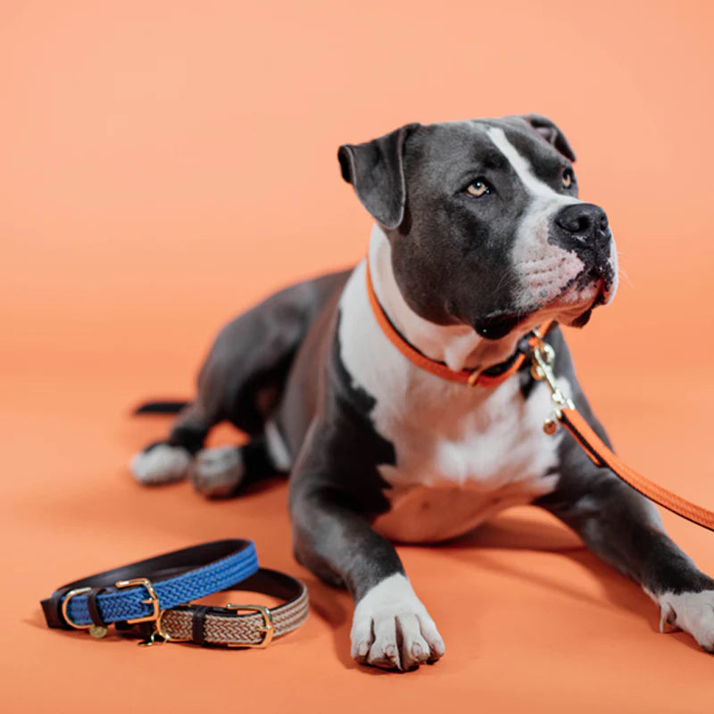 Kentucky Dogwear - Orange braided nylon leash | - Ohlala