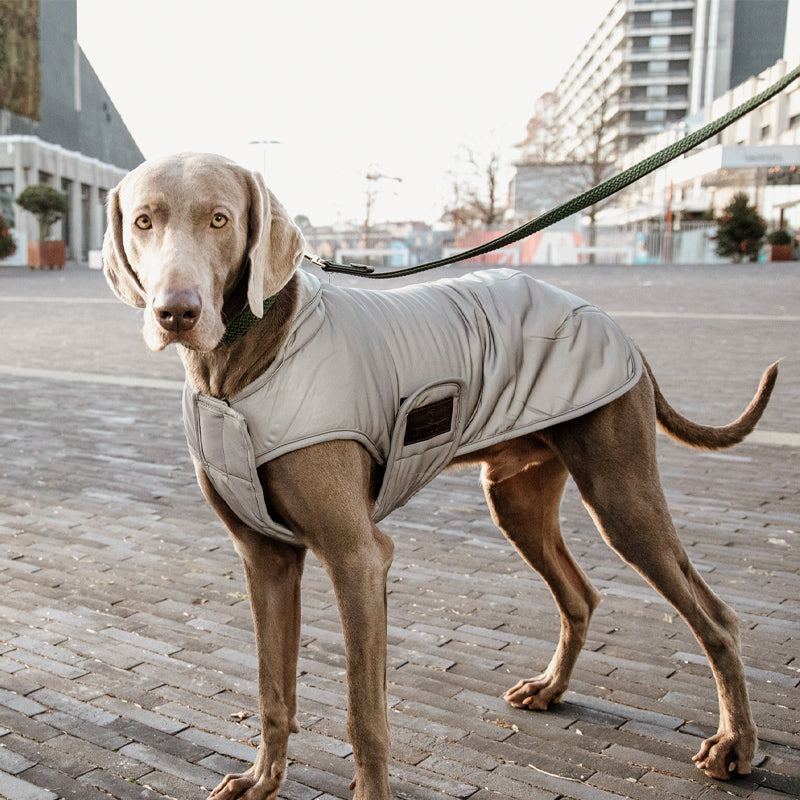 Kentucky Dogwear - Reflektierender & wasserabweisender Hundemantel mit Bauchschutz 150g | - Ohlala