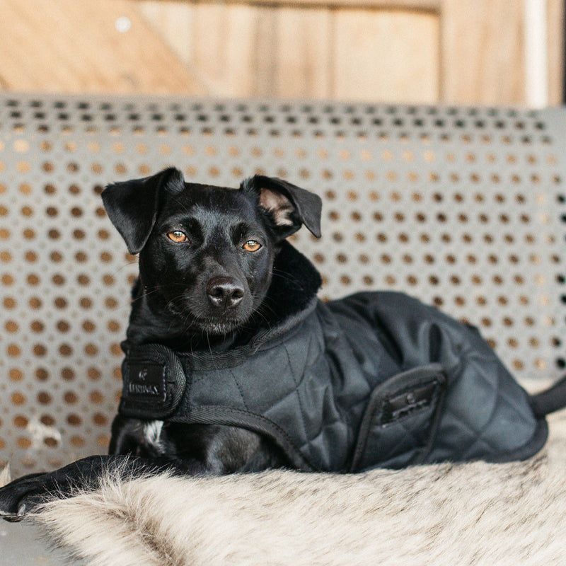 Kentucky Dogwear - Abrigos para perros 160g negro | - Ohlala