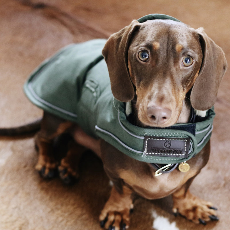 Kentucky Dogwear - Waterproof dog coat | - Ohlala