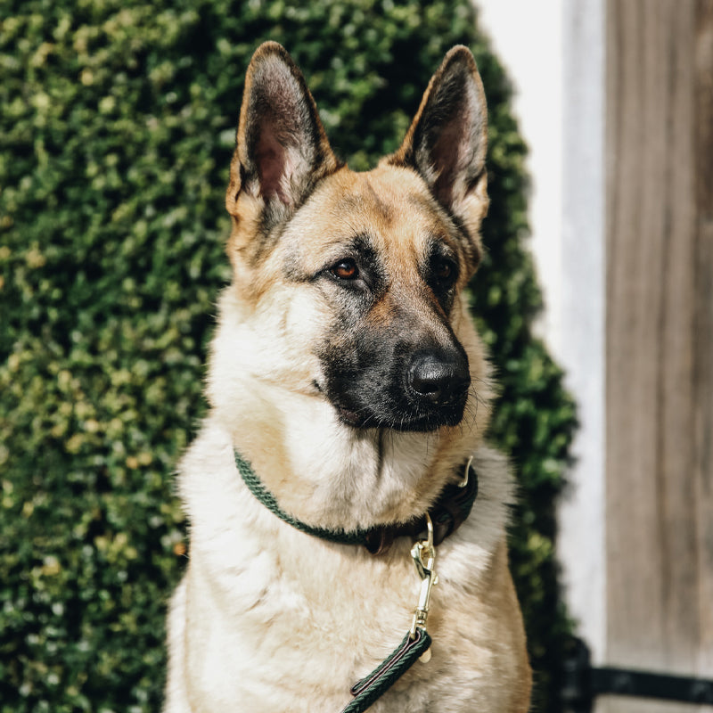 Kentucky Dogwear - Obroże dla psów oliwkowa zieleń | - Ohlala