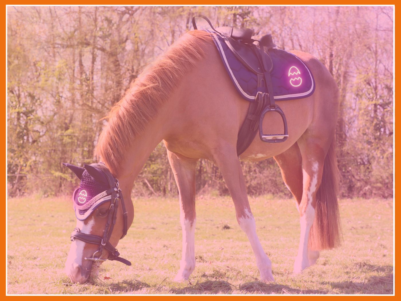 La chasse aux oeufs est ouverte ! 🔥