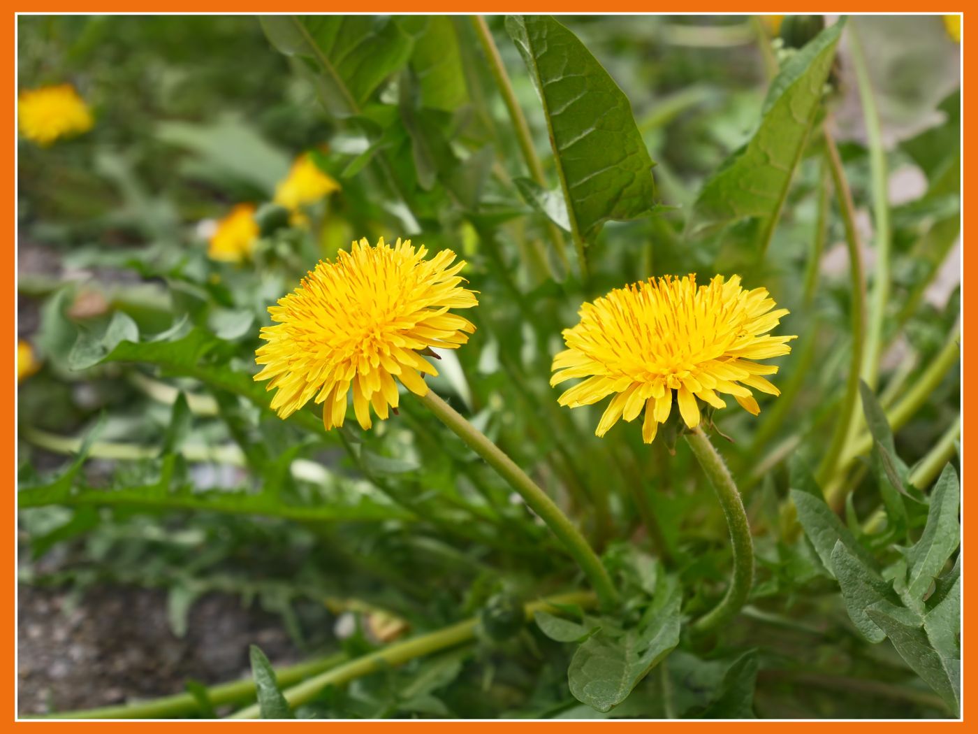 Ces plantes : comestibles ou non ?