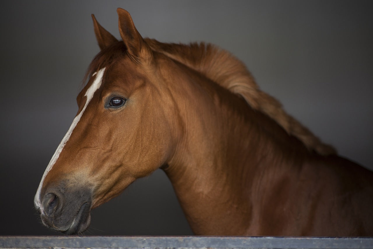 Quelle couleur pour mon cheval alezan ?