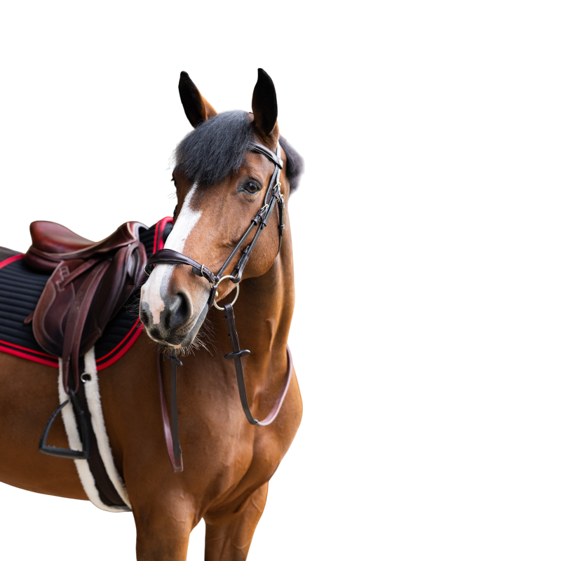 Jump'In - Bridon muserolle allemande Evolution havane | - Ohlala