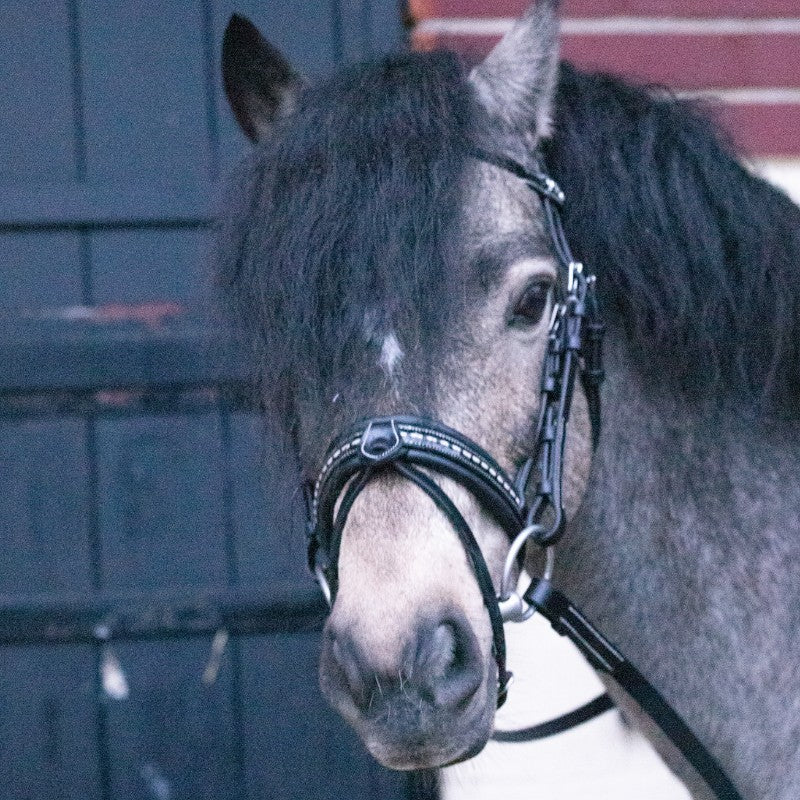 Eden by Pénélope store - Eden bridle with black reins