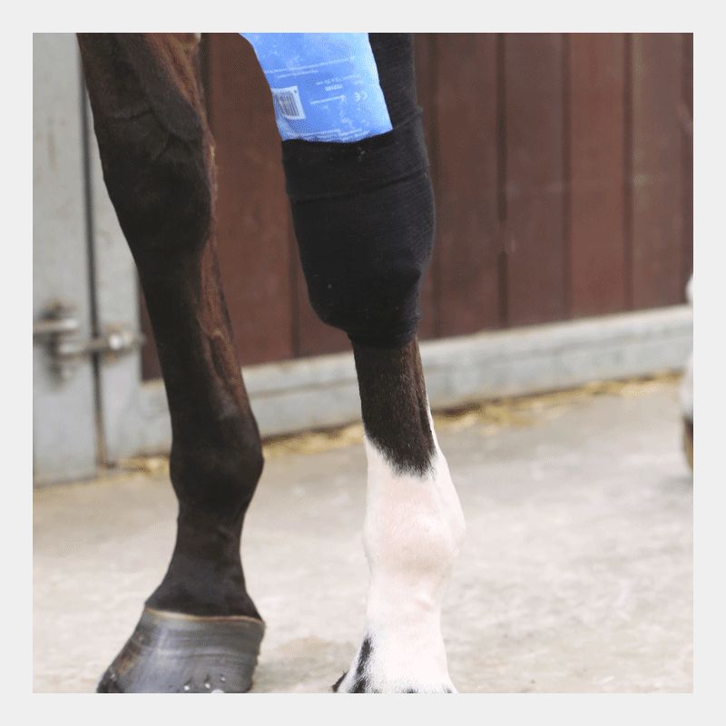 Kentucky Horsewear - Tendon Grip Chaussette | - Ohlala