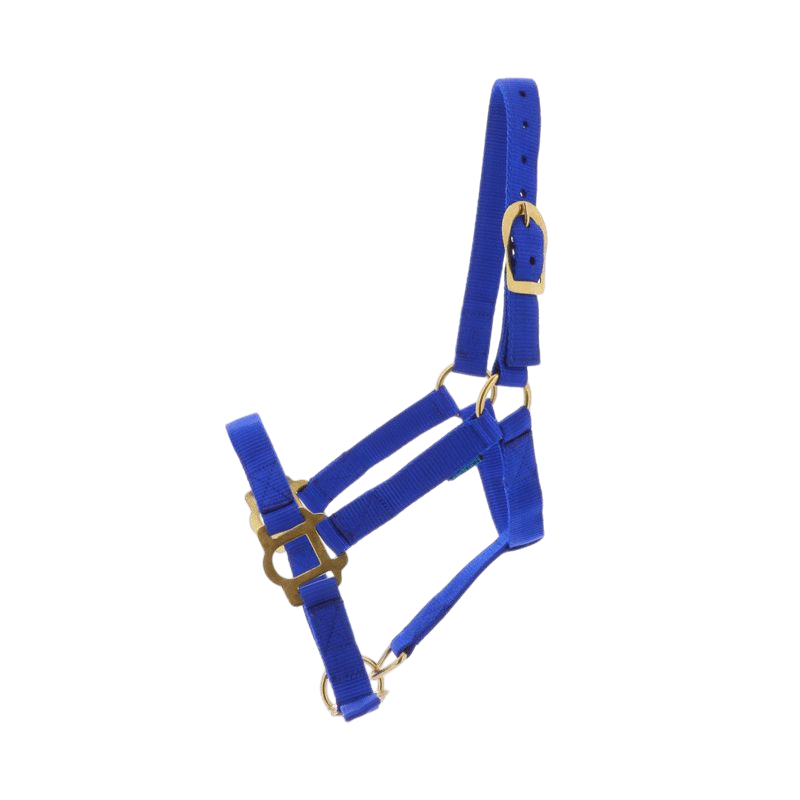 Norton - Double layer nylon halter with royal blue closures