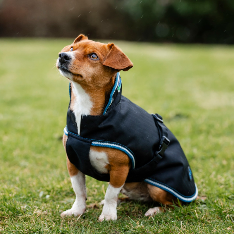 Bucas - Anniversary Dog Blanket Sapphire