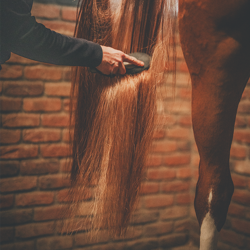 Cura Naturale - Démêlant et lustrant pour chevaux au monoï | - Ohlala