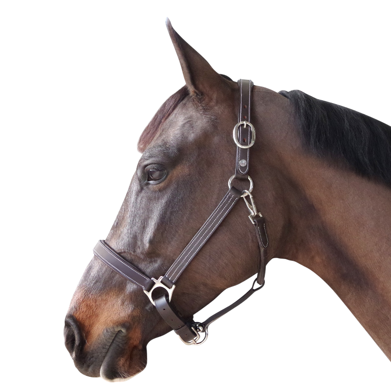 Canter - Brown horse halter 