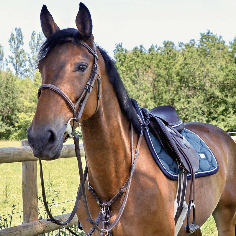 Chetak - Collier de chasse surpiqué marron | - Ohlala