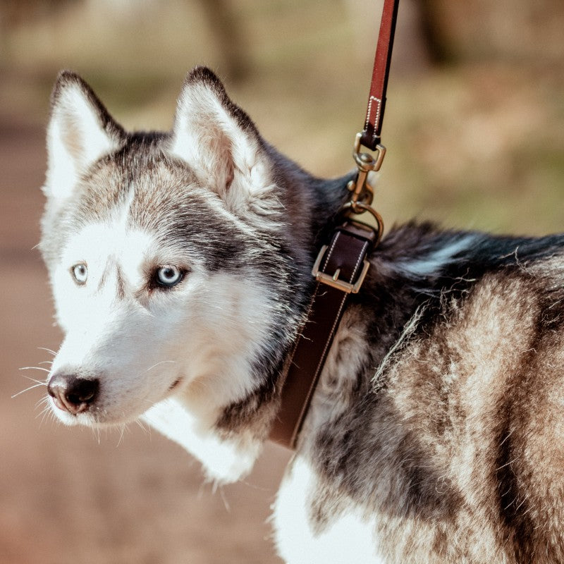Dyon - Collier pour chien cuir Plat brun