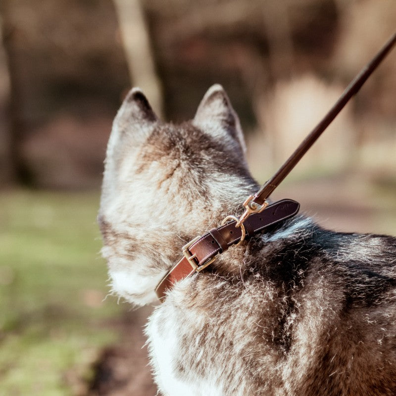 Dyon - Collier pour chien cuir Plat brun