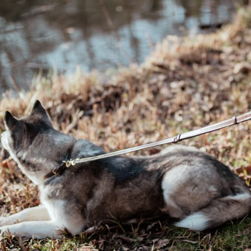 Dyon - Laisse pour chien Ajustable marron
