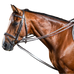 Dyon - Hunter german reins 1/2 Working By Dyon brown | - Ohlala