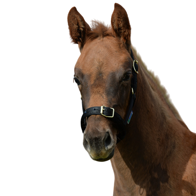 Bucas - Dublin Foal Headcollar Black/ Black