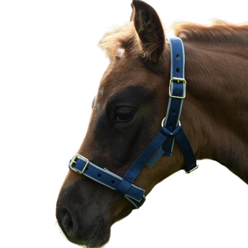 Bucas - Capezza foal Dublin blu navy/ silver