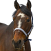 Equithème - Check Navy/Brown Nylon Headcollar | - Ohlala